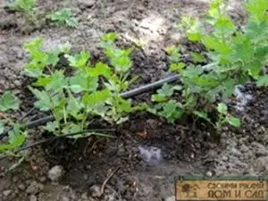 Крыжовник размножается отводками