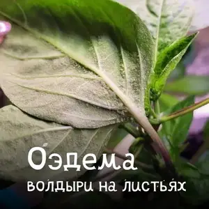 Пузырьки на листьях? Всё об оэдеме и её лечении