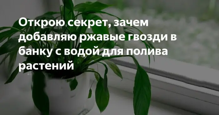 Ржавые гвозди — средство для хорошего урожая