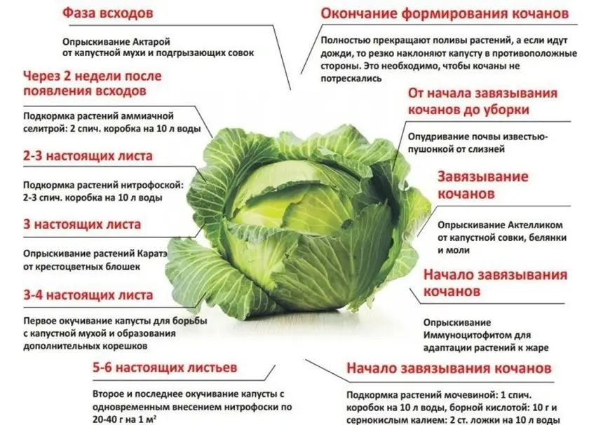 Подкормки капусты по Лунному календарю в 2021 году Подкормки капусты по Лунному календарю в 2021 году