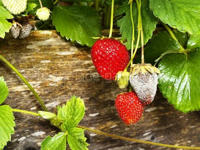 Серая гниль на клубнике &ndash; меры борьбы
