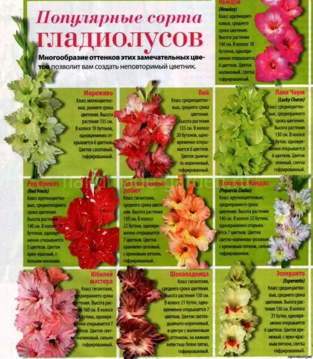 Сколько существует видов и сортов гладиолуса? Сколько существует видов и сортов гладиолуса?