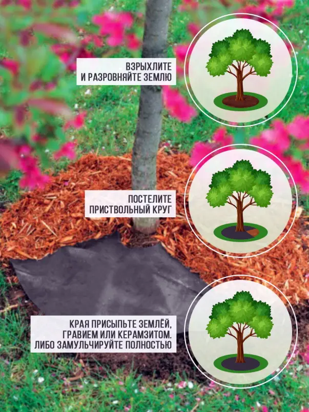 Стоит ли мульчировать недавно посаженные деревья?