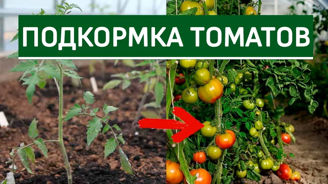 Чем подкармливать помидоры – рецепт домашней подкормки Чем подкармливать помидоры – рецепт домашней подкормки