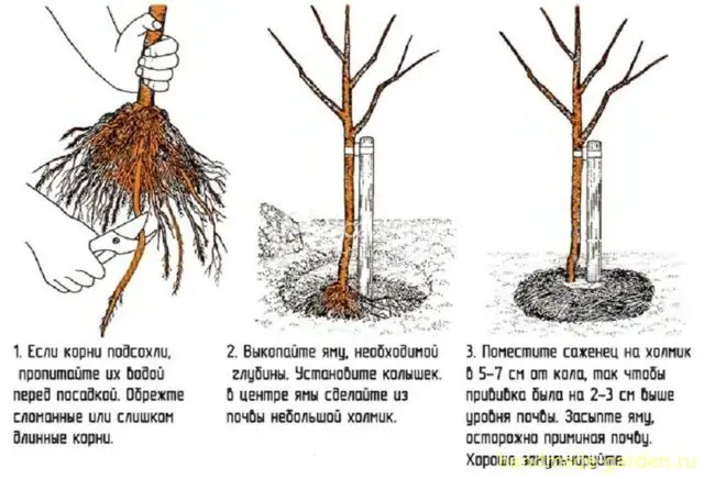 Плодовые деревья сажают и весной и осенью