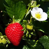 Уход за клубникой после плодоношения