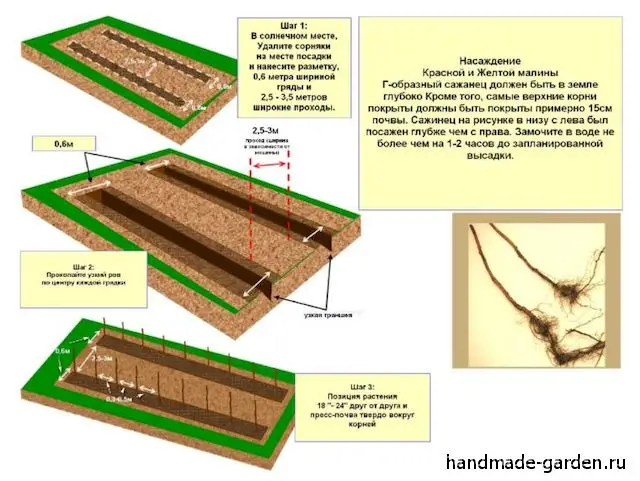 Место для выращивания&nbsp;малины