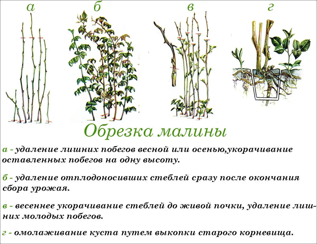Как правильно обрезать малину осенью ?