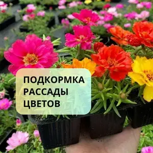 Как правильно удобрять рассаду цветов &ndash; схема подкормок