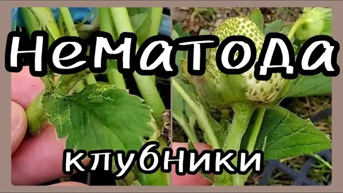 Существует несколько методов борьбы с нематодой на клубнике: Существует несколько методов борьбы с нематодой на клубнике: