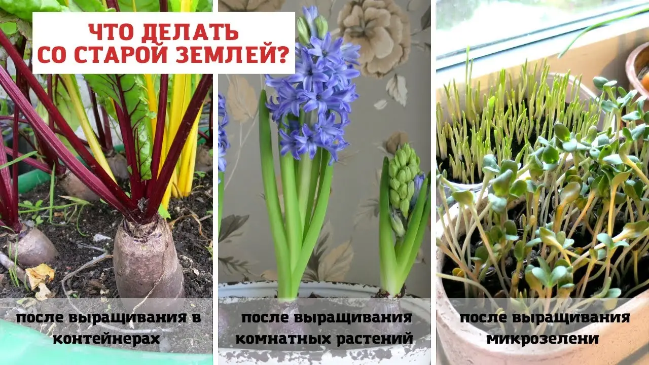 Как использовать почву из горшков и балконных ящиков? Как использовать почву из горшков и балконных ящиков?
