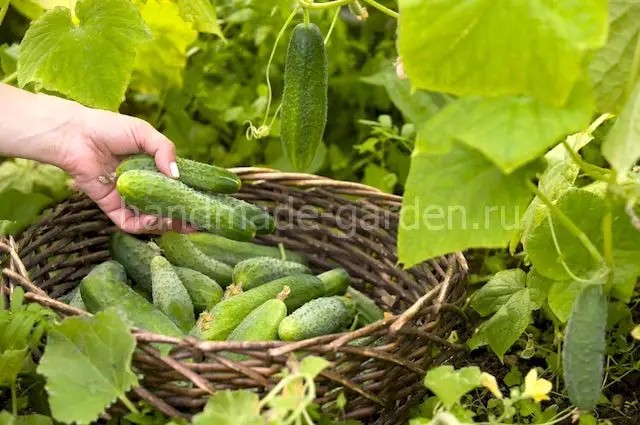 Нехватка питательных веществ