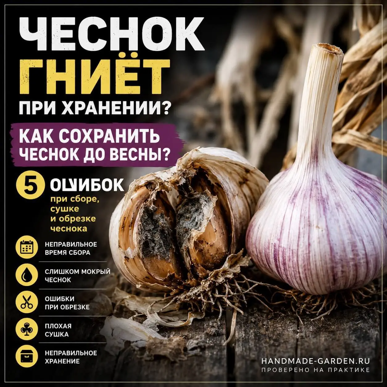 Чеснок гниёт при хранении? Разбираем 5 ошибок при сборе, сушке и обрезке чеснока