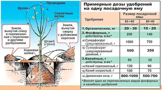 Внесение в яму подкормок Внесение в яму подкормок
