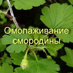 Формирующая обрезка кроны смородины