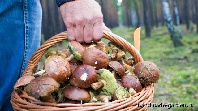 Опасные заблуждения неопытных грибников Опасные заблуждения неопытных грибников