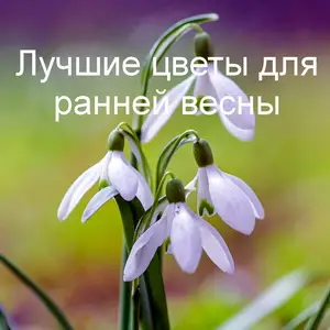 Лучшие цветы для ранней весны