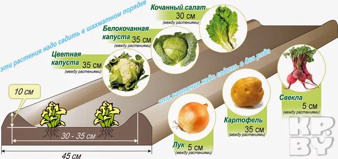 Расположение лунок для выращивания картофеля по методу Митлайдера