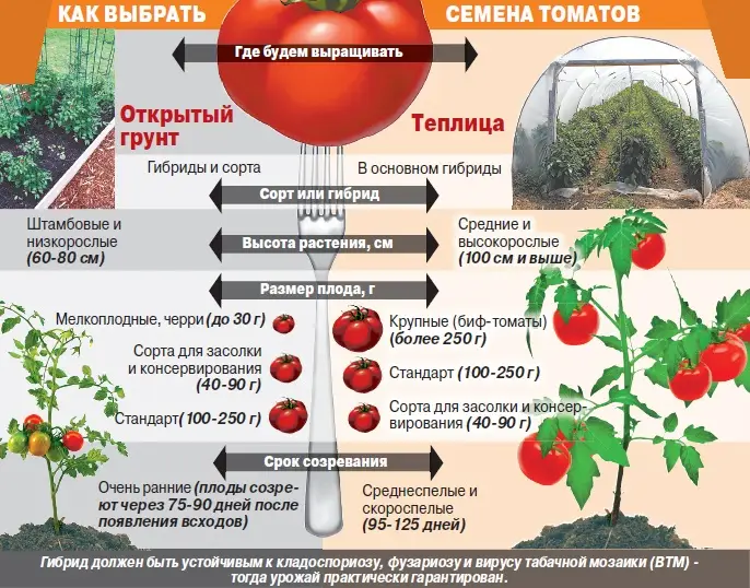Выбор семян томатов