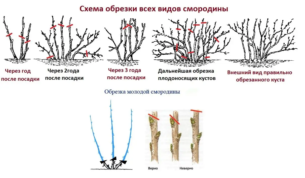Обрезка и омоложение черной смородины