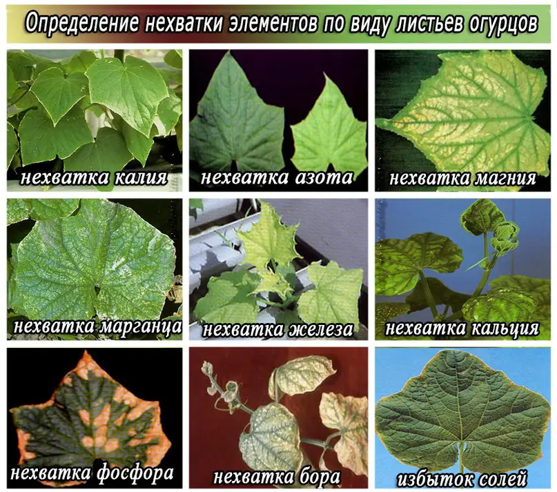 Экспресс-курс химии для тех, кто выращивает огурцы Экспресс-курс химии для тех, кто выращивает огурцы