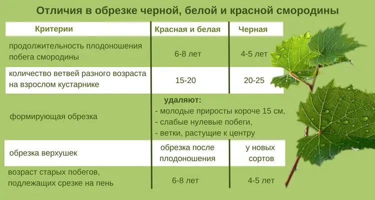 Обрезка и омоложение черной смородины