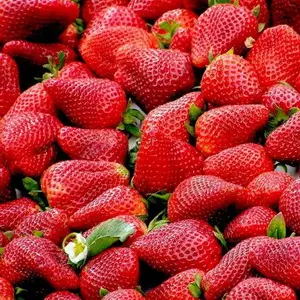 Как вырастить клубнику как у бабушки