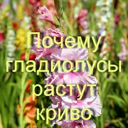 Почему гладиолус цветет криво и опадает