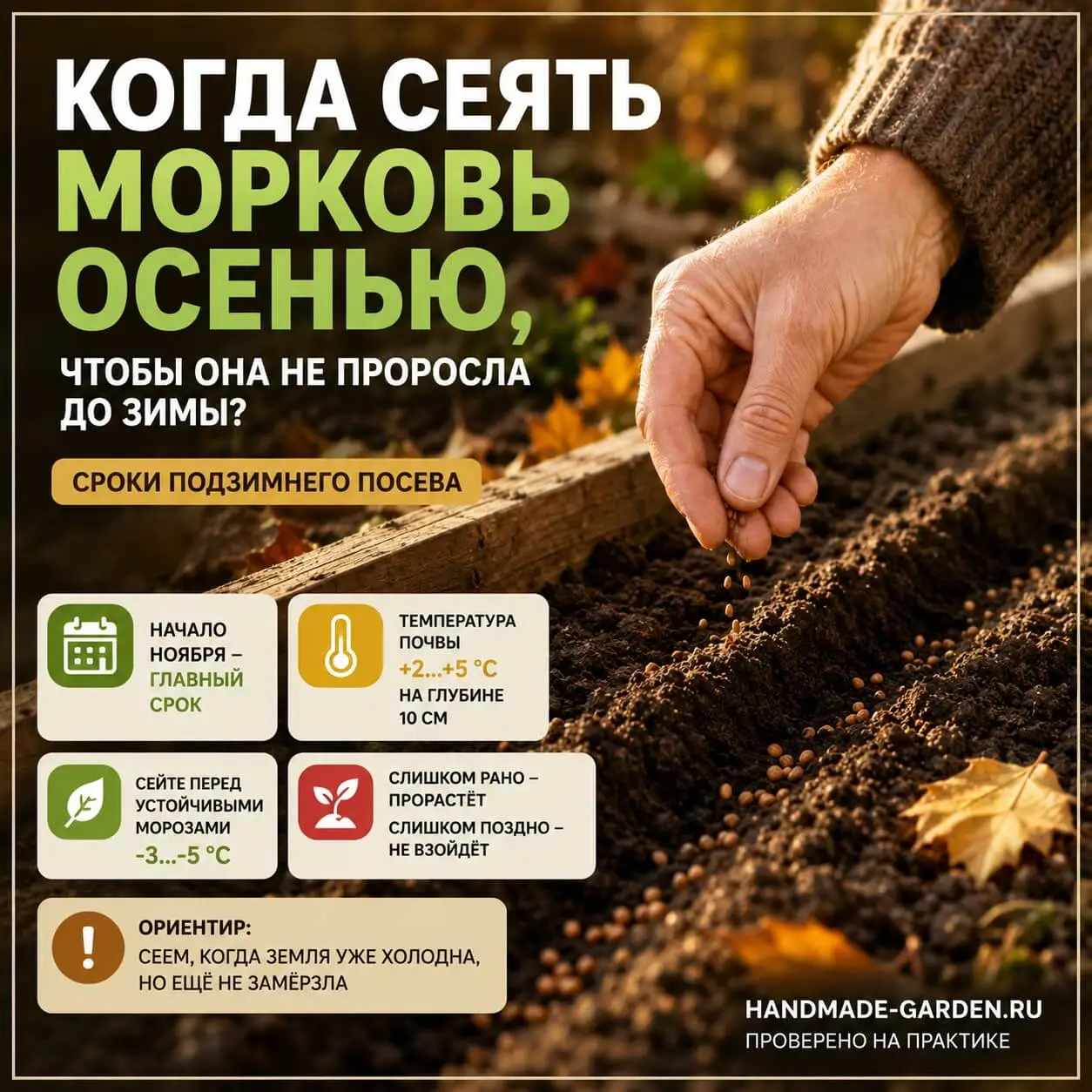 Подзимний посев моркови