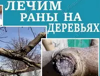 Лечение ран на стволах и ветвях плодовых деревьев