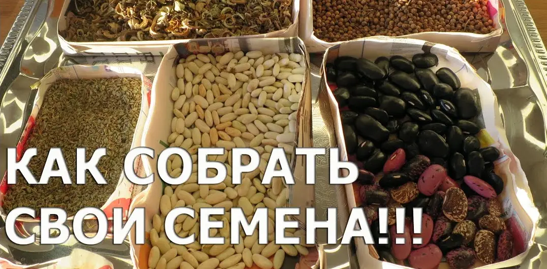 Заготовка Семян: Как Собрать и Сохранить Семена Как Собрать и Сохранить Семена для Следующего Сезона