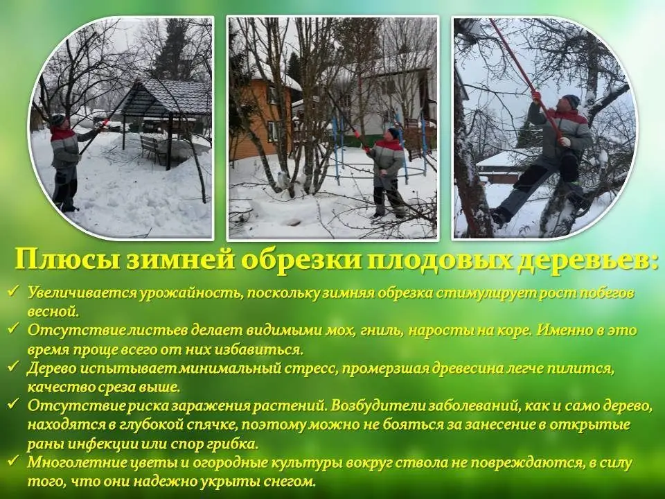 4 веские причины заняться обрезкой плодовых деревьев зимой 4 веские причины заняться обрезкой плодовых деревьев зимой