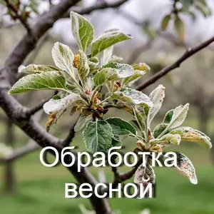 Весенняя обработка плодовых: 5 ошибок, которые губят ваш урожай