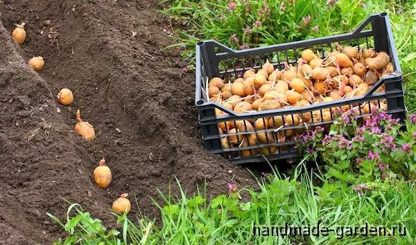 Календарь посадки картофеля в 2023 году: Посадка картофеля в 2023 году по лунному календарю