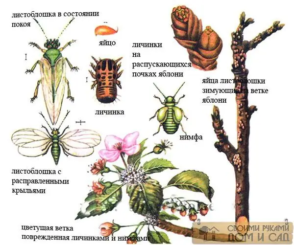 вредители