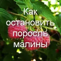 Как остановить поросль малины