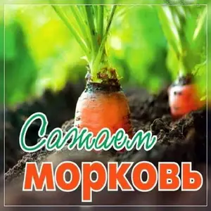 Выращиваем морковь в лотках