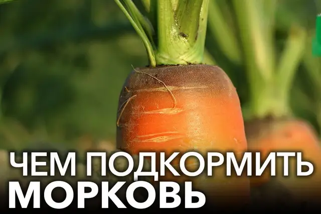 Как подкормить морковь в июле Как подкормить морковь в июле