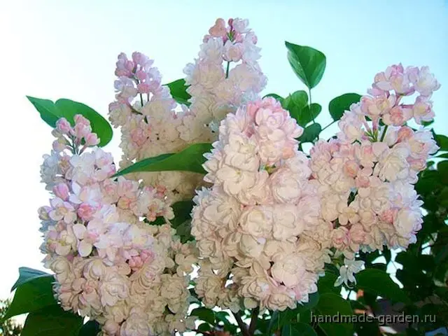 Уход за сиренью Уход за сиренью
