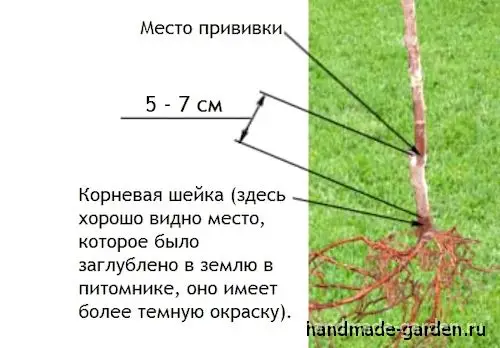 Уход за яблоней, посаженой осенью Уход за яблоней, посаженой осенью