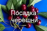 Посадка черешни