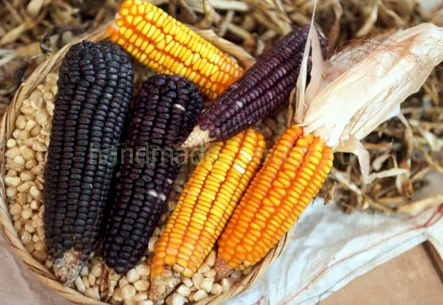 Сроки: созревание кукурузы и сбор урожая Сроки: созревание кукурузы и сбор урожая