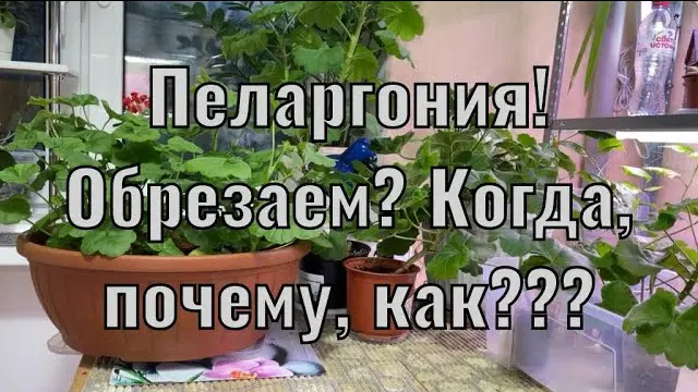 Подробная инструкция, как правильно обрезать герань на зиму Подробная инструкция, как правильно обрезать герань на зиму