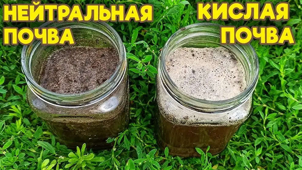 Как проверить кислотность почвы народными средствами Как проверить кислотность почвы народными средствами