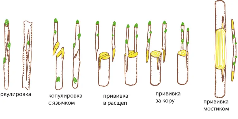 Виды и способы прививки