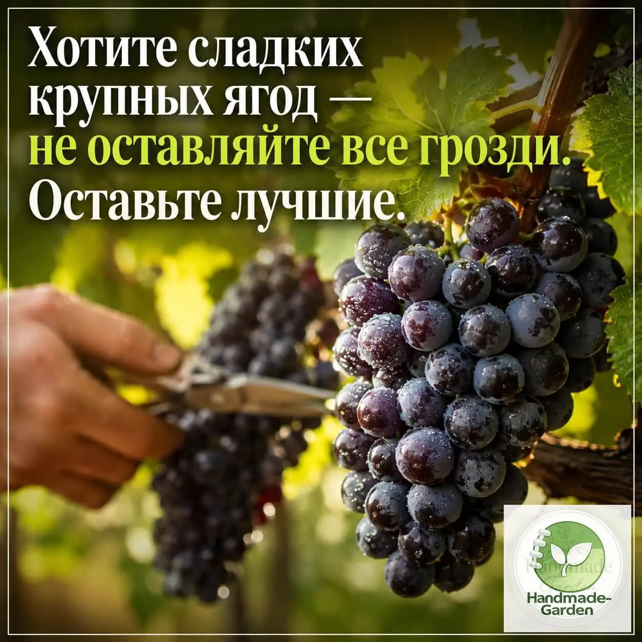 Сколько кистей оставлять