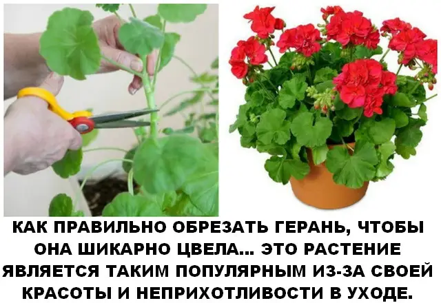 Зачем нужно обрезать пеларгонию Зачем нужно обрезать пеларгонию
