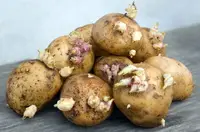 Можно ли есть картошку если она проросла