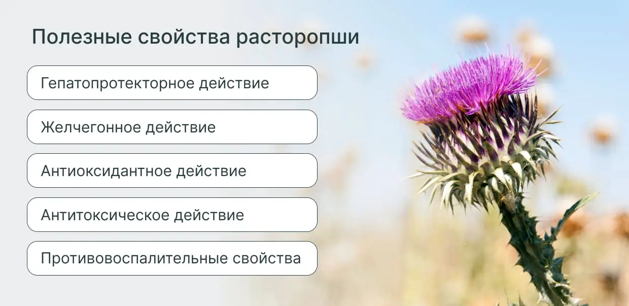 Полезные свойства расторопши Полезные свойства расторопши