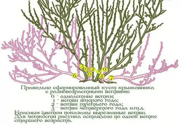 Схема омоложения и обрезки старого куста крыжовника: